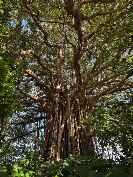 【喜界島・手久津久のガジュマル】 隆起サンゴ礁の大地に立つ、島の最大のパワースポット