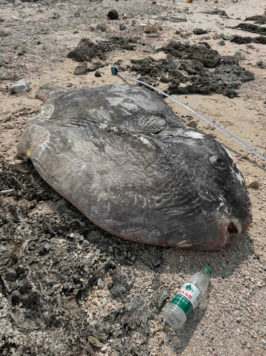 黒潮が運んだ巨大魚 ― 喜界島にマンボウが漂着しました