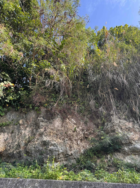 喜界島は今でも隆起し続けている奇跡のサンゴの島。今日はジオパークガイド講習に参加してきました。
