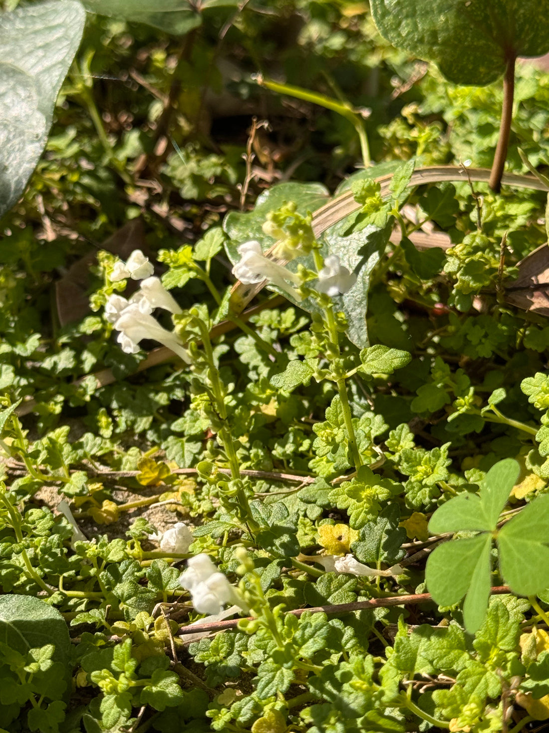 世界でここだけ。喜界島の固有種・ヒメタツナミソウが咲く季節