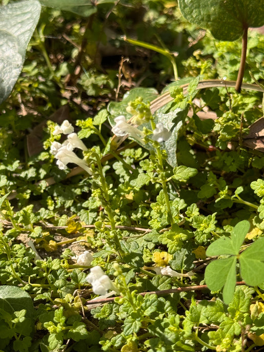 世界でここだけ。喜界島の固有種・ヒメタツナミソウが咲く季節