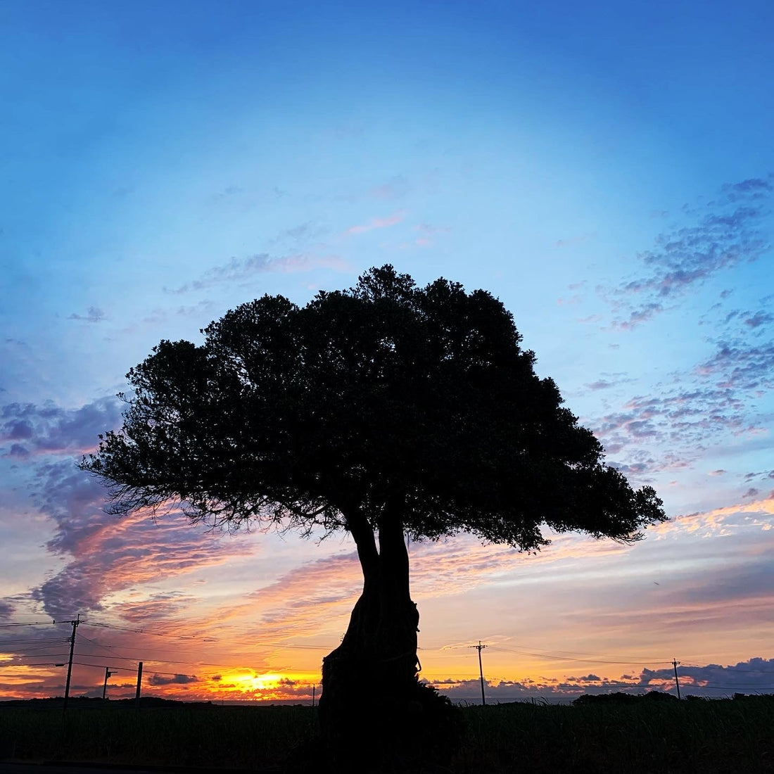 喜界島には花粉症がない？島に来て驚く「花粉症が出ない理由」